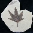 Fossil Sycamore Leaf - Green River Formation #9704-1